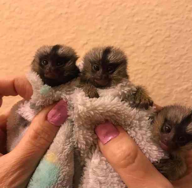 Krásné opice marmoset k dispozici - foto 1