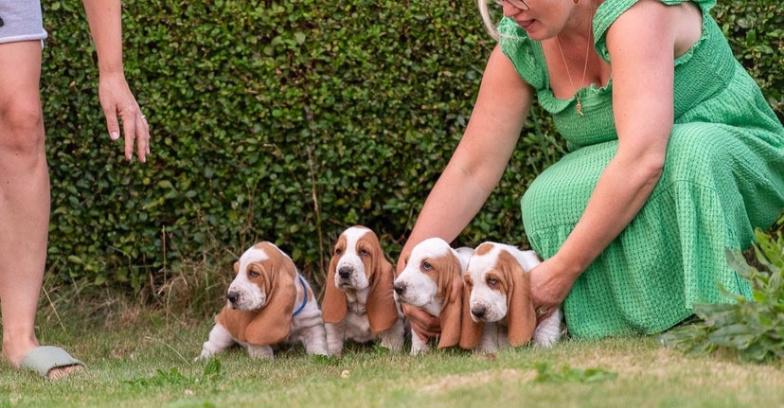 Poslední princ lovu bassetů • Dědictví šampionů” - foto 6