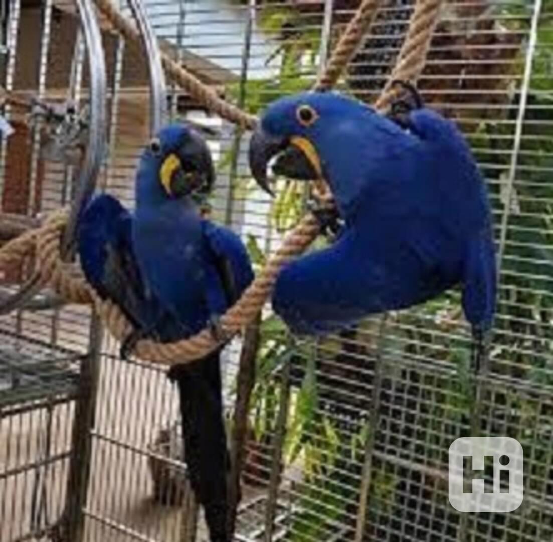 Hyacintoví papoušci k dispozici k adopci.  - foto 1