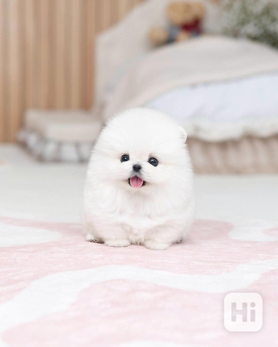 Pomeranian puppy  - foto 1