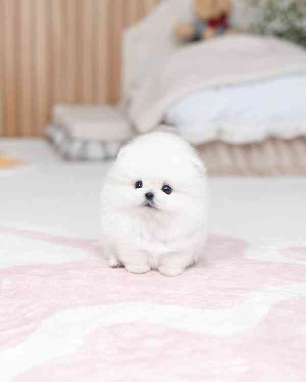 Pomeranian puppy  - foto 2