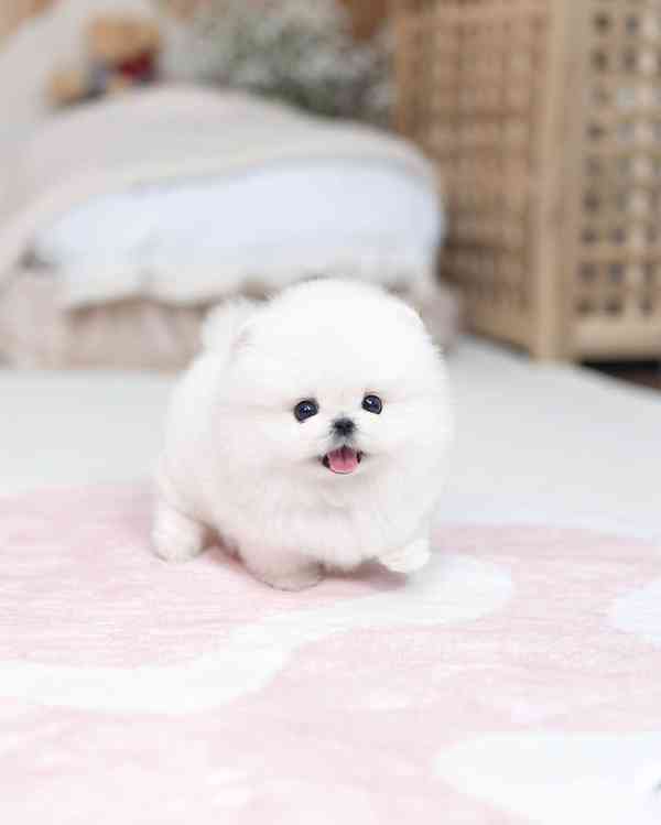 Pomeranian puppy  - foto 3