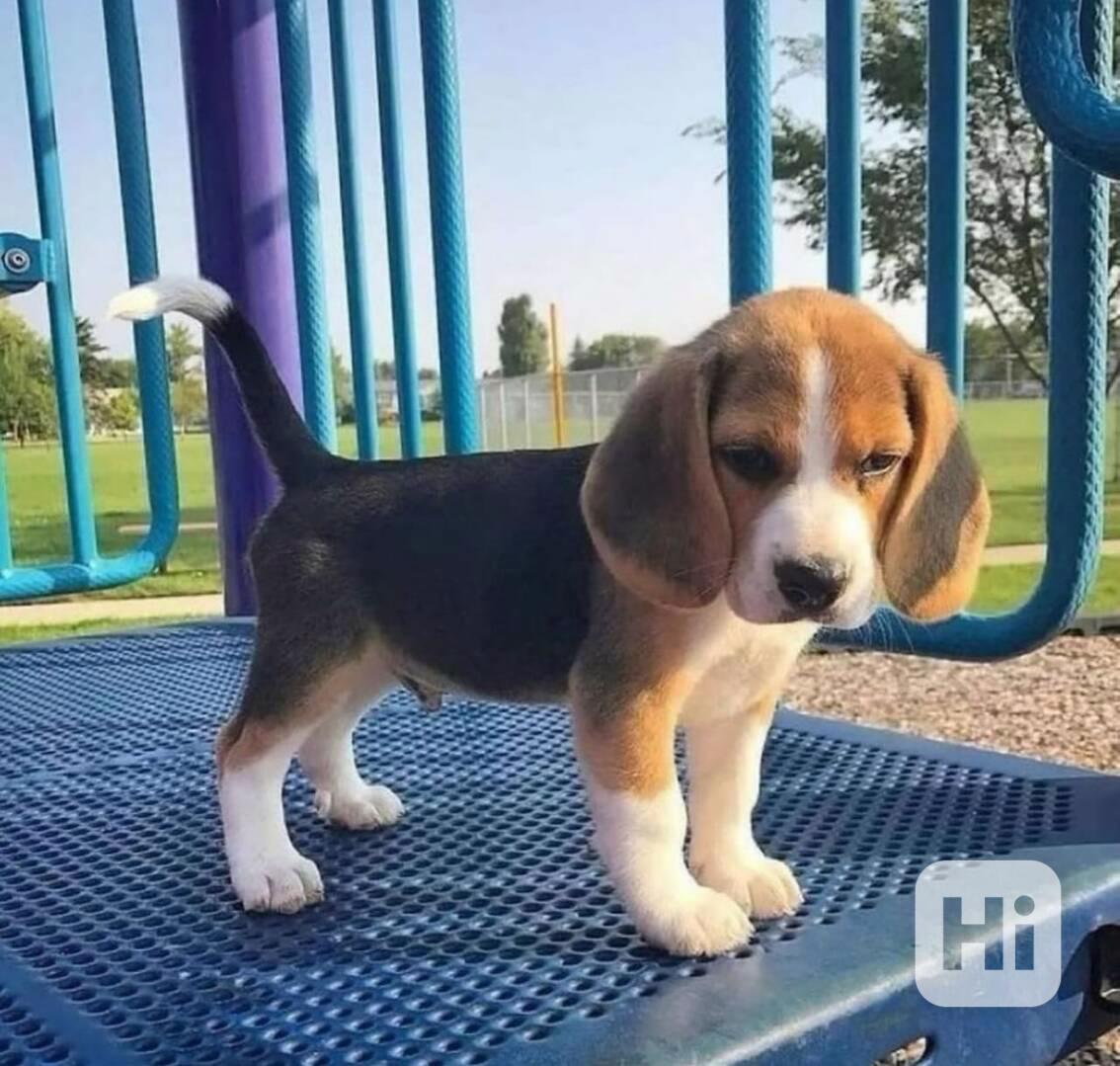 Krásná štěňata bígla na prodej - foto 1