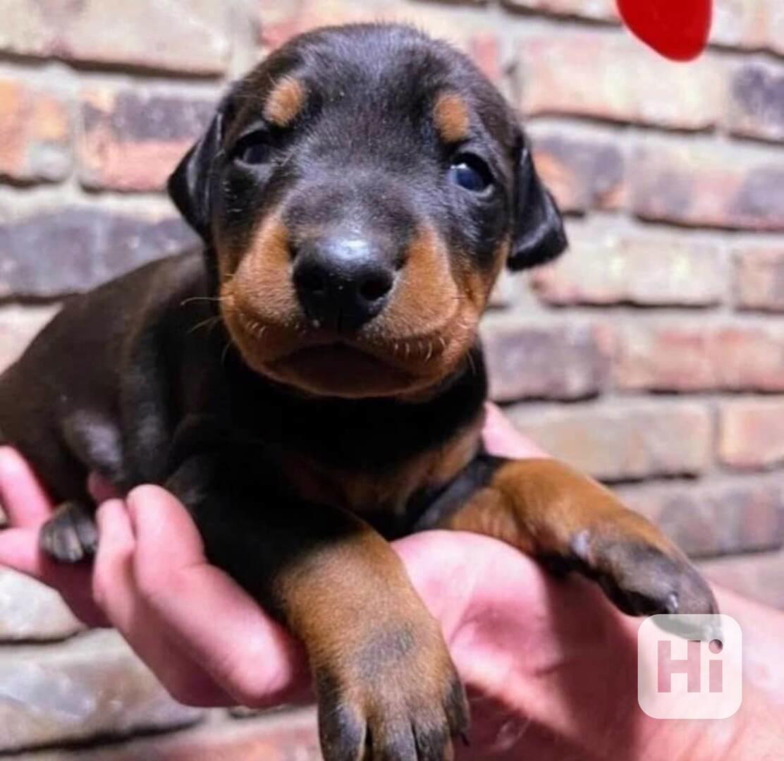 Dobrman – štěňata - foto 1