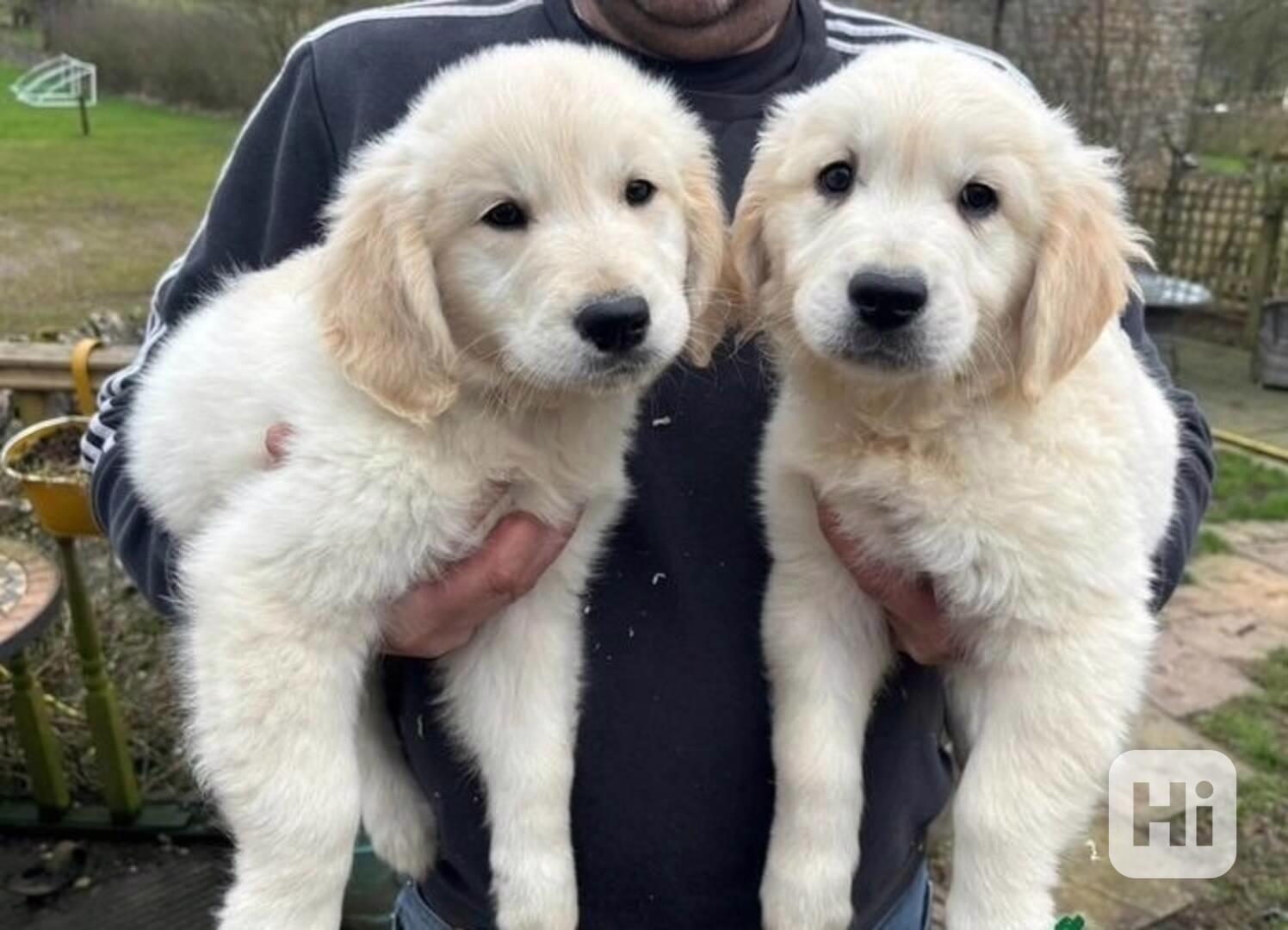Štěňata zlatého retrívra jsou ihned k dispozici - foto 1