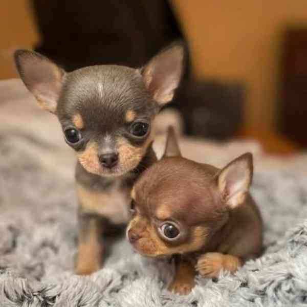 Štěňata čivavy, - foto 1