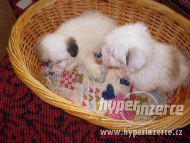 Coton de Tulear - foto 1