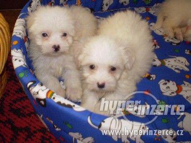 Coton de Tulear - foto 2