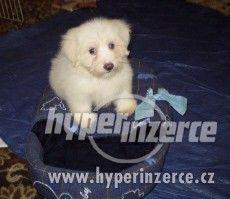 Coton de Tulear - foto 3