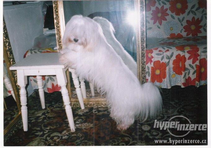 Coton de Tulear - foto 4