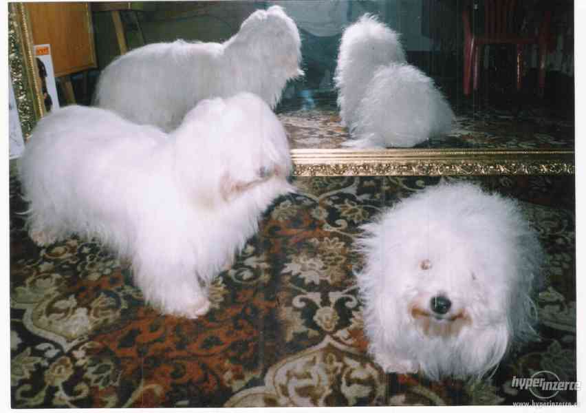 Coton de Tulear - foto 5