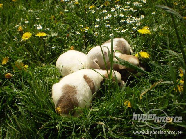 Coton de Tulear - foto 6