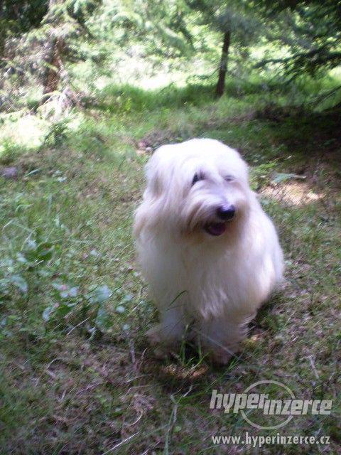 Coton de Tulear - foto 7