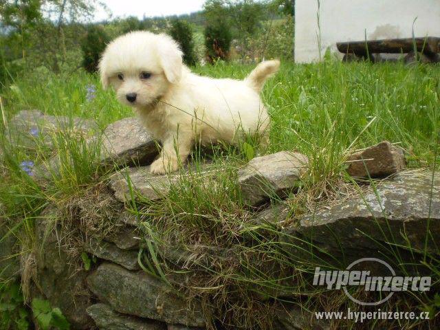 Coton de Tulear - foto 8