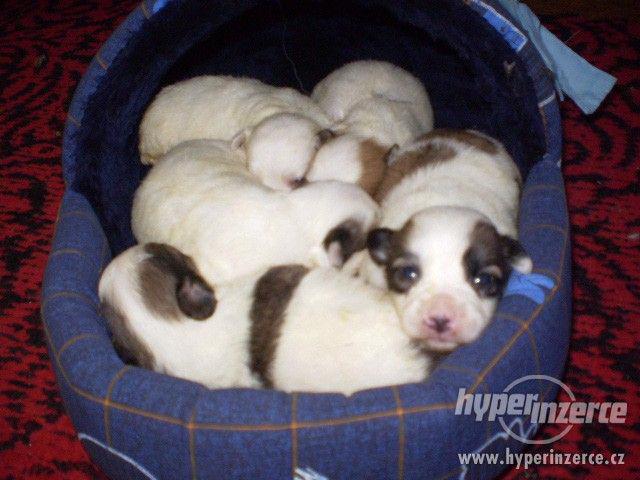 Coton de Tulear - foto 9
