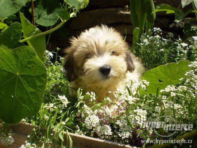 Coton de Tulear - foto 10