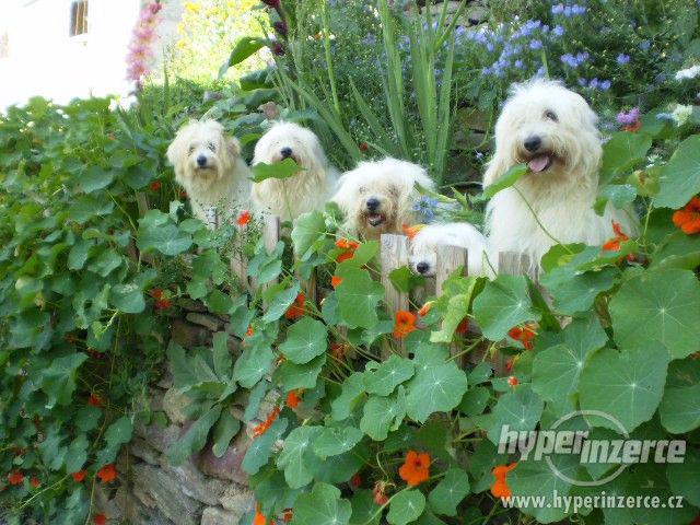Coton de Tulear - foto 11