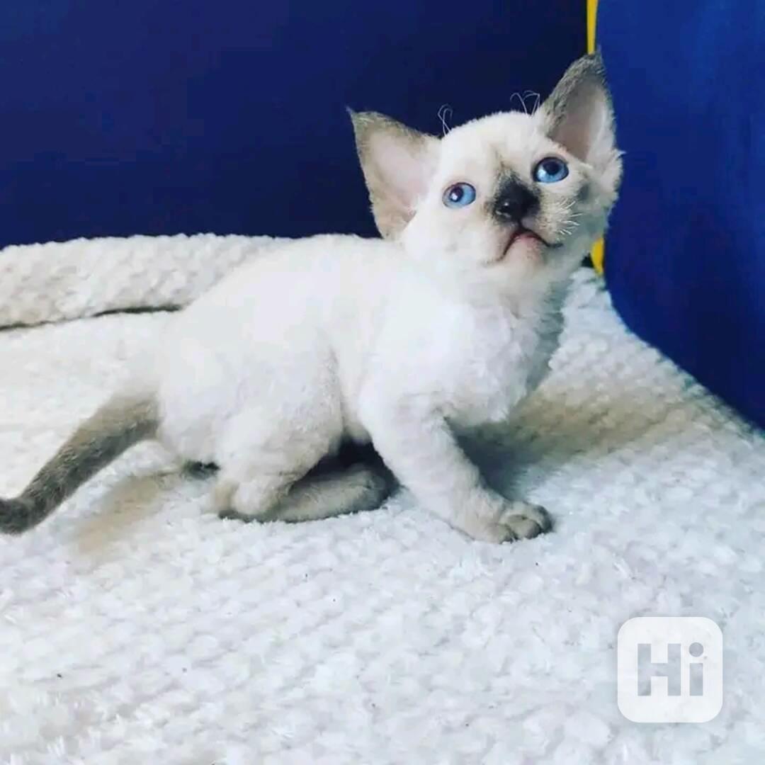 Prodám koťátka devon Rex Whatsapp mě na +37064980300 - foto 1