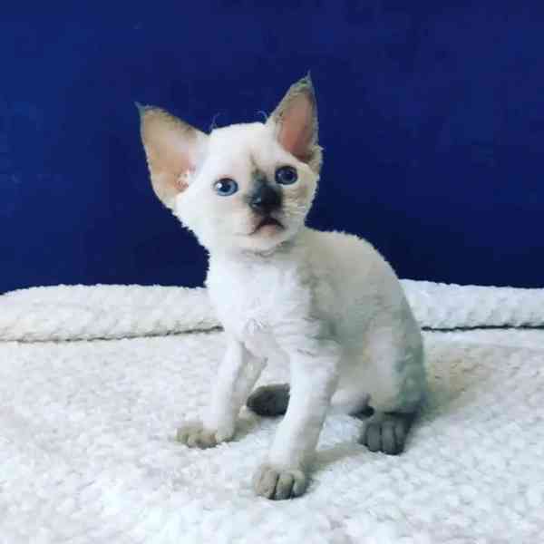 Prodám koťátka devon Rex Whatsapp mě na +37064980300 - foto 3