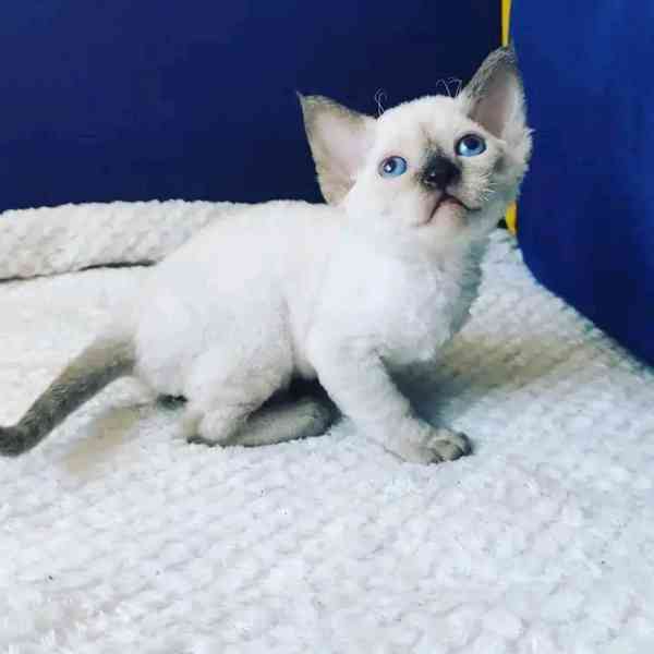 Prodám koťátka devon Rex Whatsapp mě na +37064980300 - foto 2