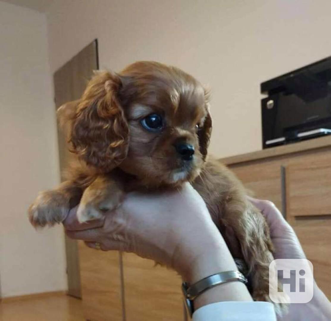 Prodám štěňata Ruby s PP Prodám kavalír king charles španěl  - foto 1