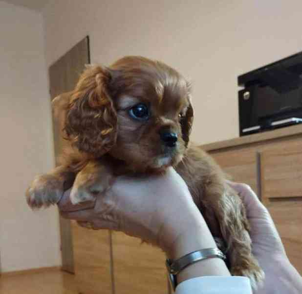 Prodám štěňata Ruby s PP Prodám kavalír king charles španěl  - foto 1