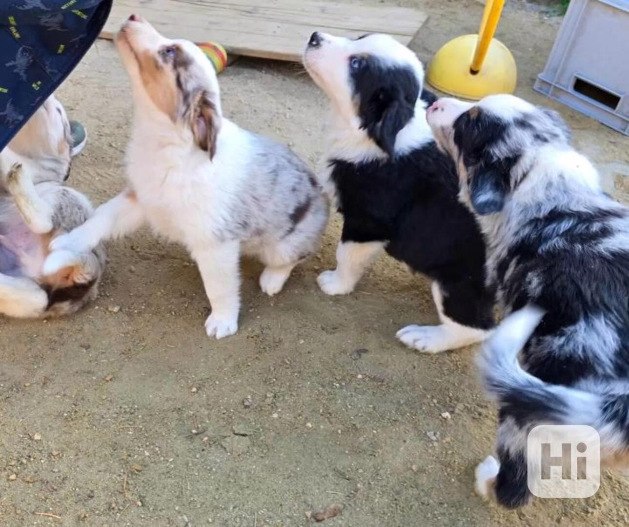 Roztomilá, živá, čistokrevná štěňátka mini australského ovčá - foto 1