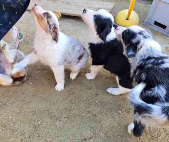 Roztomilá, živá, čistokrevná štěňátka mini australského ovčá - foto 1