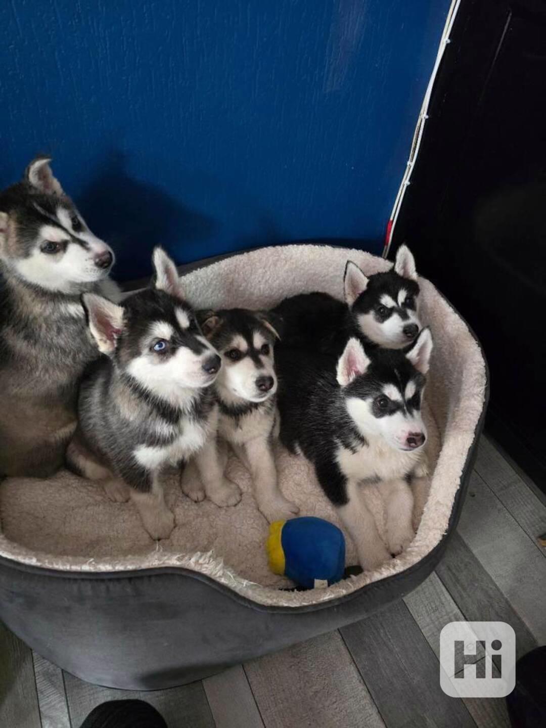 Sibiřský hasky - foto 1