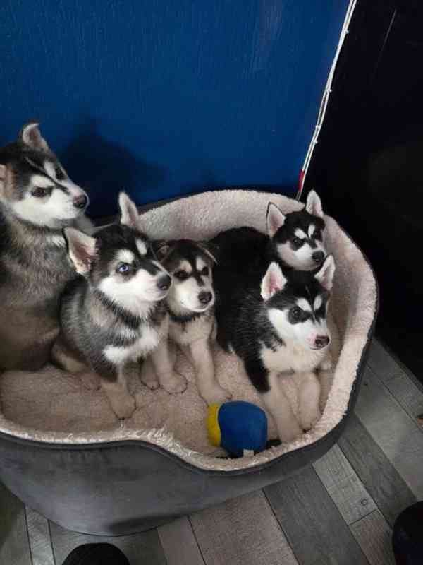 Sibiřský hasky - foto 1