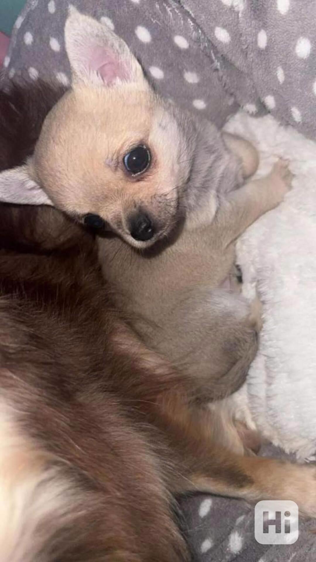 krásná Čivava  s PP - foto 1