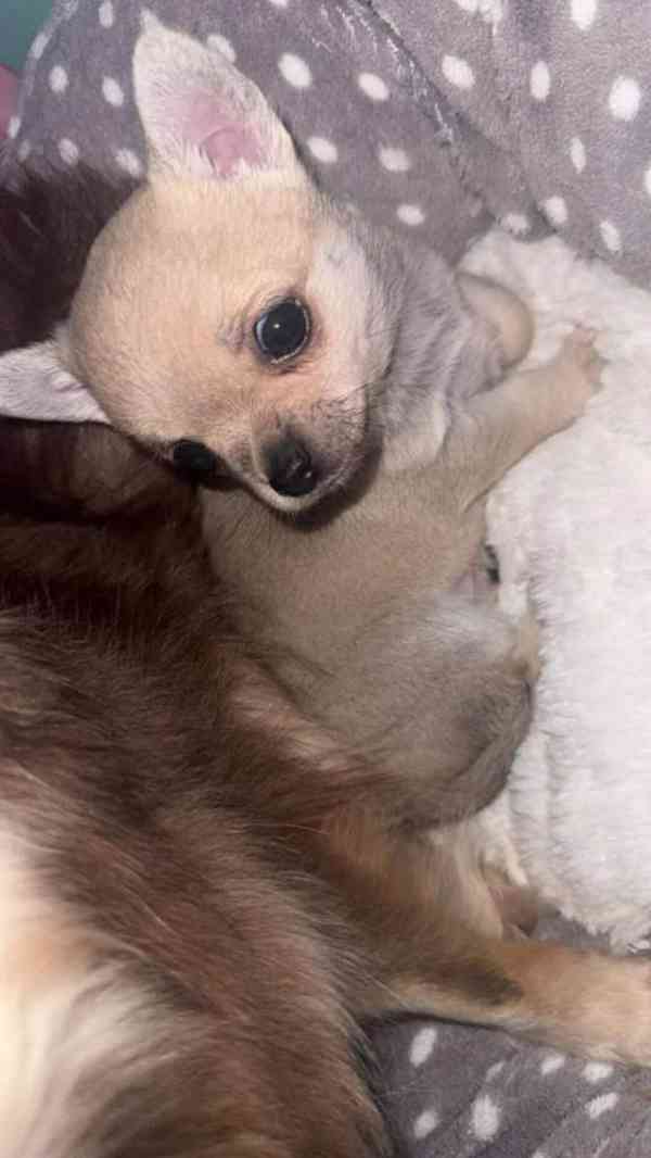 krásná Čivava  s PP - foto 1