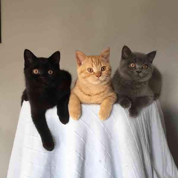 Britská koťátka s PP za  skvělou cenu !!!