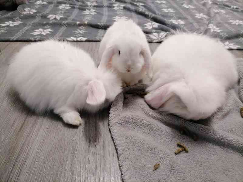 Zakrslý králík – Minilop - foto 2