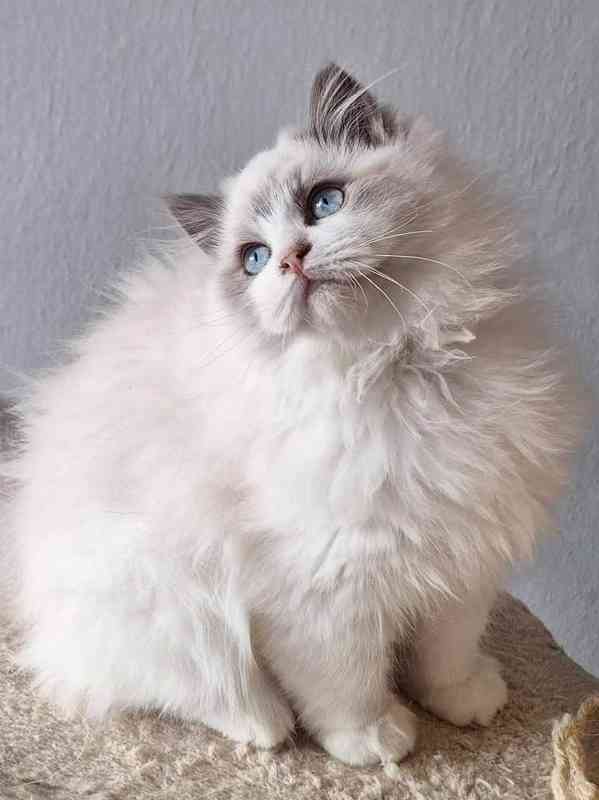 Kotě Ragdoll s PP - foto 2