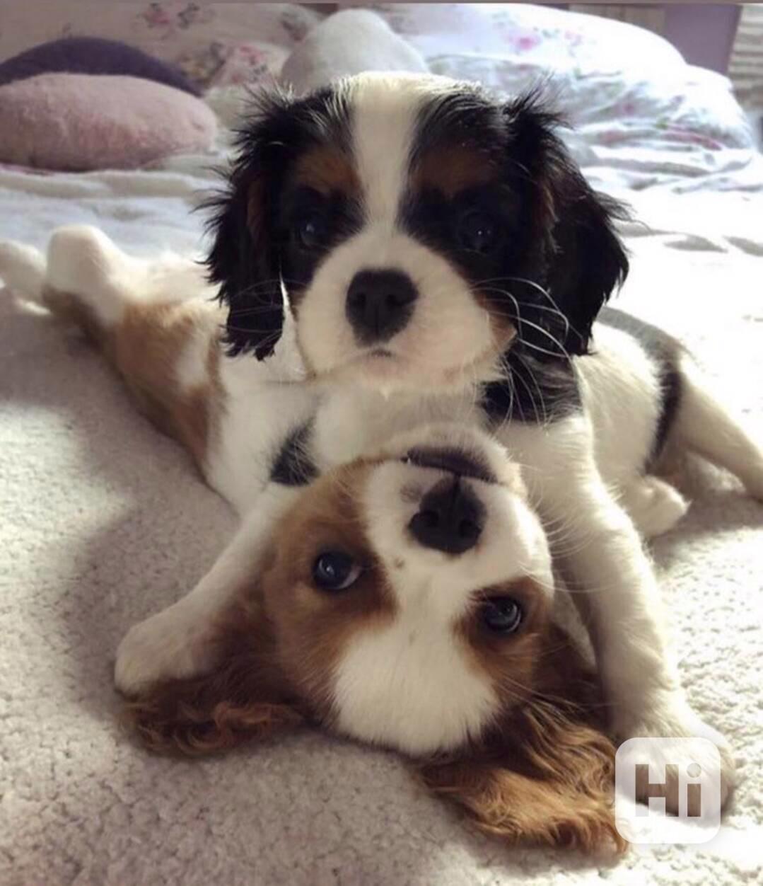 Kavalír king charles španěl - foto 1