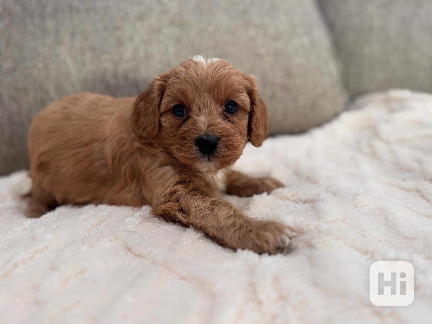 Štěňata Cavapoo - foto 1
