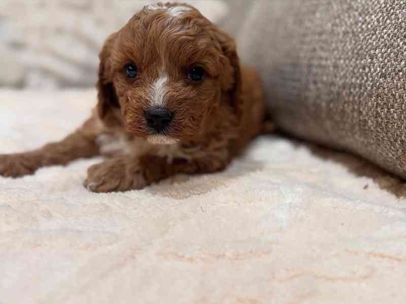 Štěňata Cavapoo - foto 4
