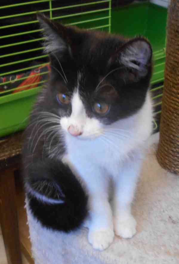 Bíločerná 4měsíční Amálka, čilá, hravá, veselá hledá domov. - foto 8