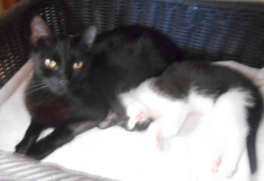 Bíločerná 4měsíční Amálka, čilá, hravá, veselá hledá domov. - foto 13