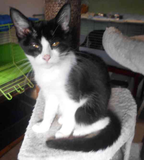 Bíločerná 4měsíční Amálka, čilá, hravá, veselá hledá domov. - foto 2