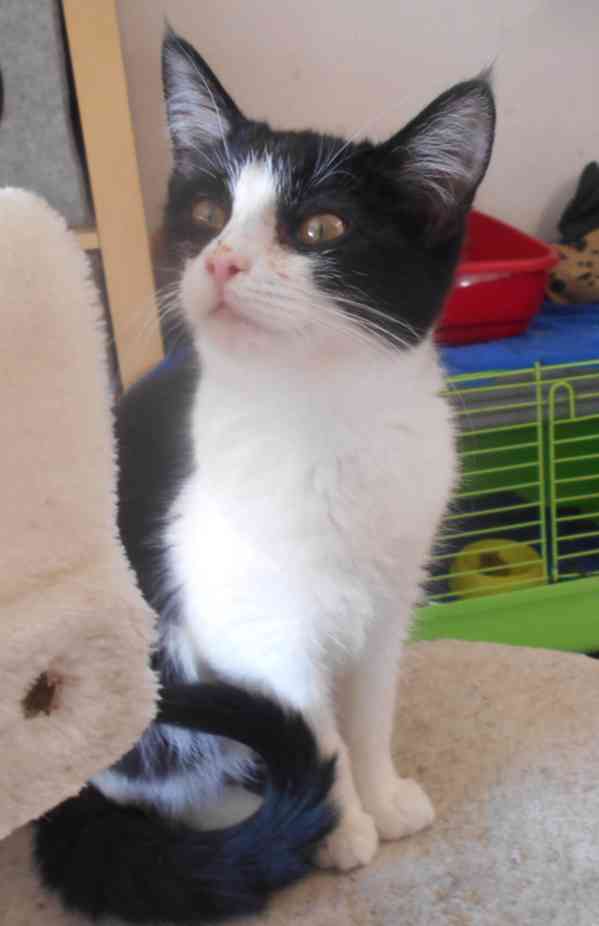 Bíločerná 4měsíční Amálka, čilá, hravá, veselá hledá domov. - foto 11