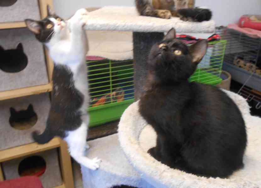 Bíločerná 4měsíční Amálka, čilá, hravá, veselá hledá domov. - foto 10