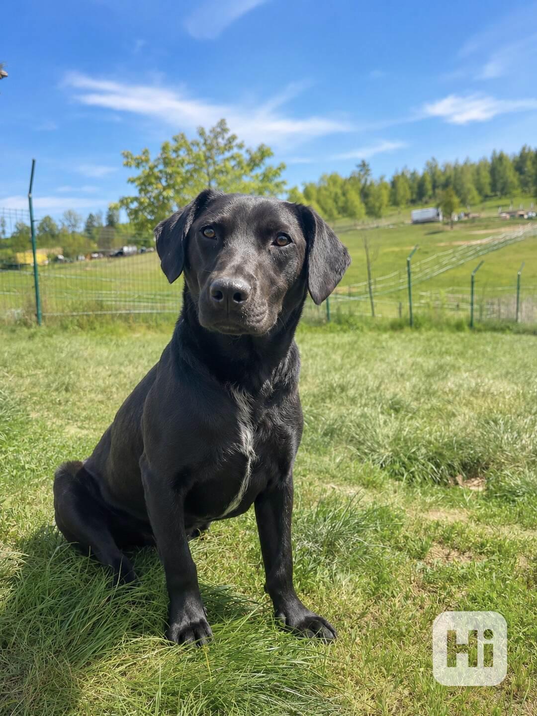 ELVIS - do 20 kg, kastrovaný psík 2 roky  - foto 1