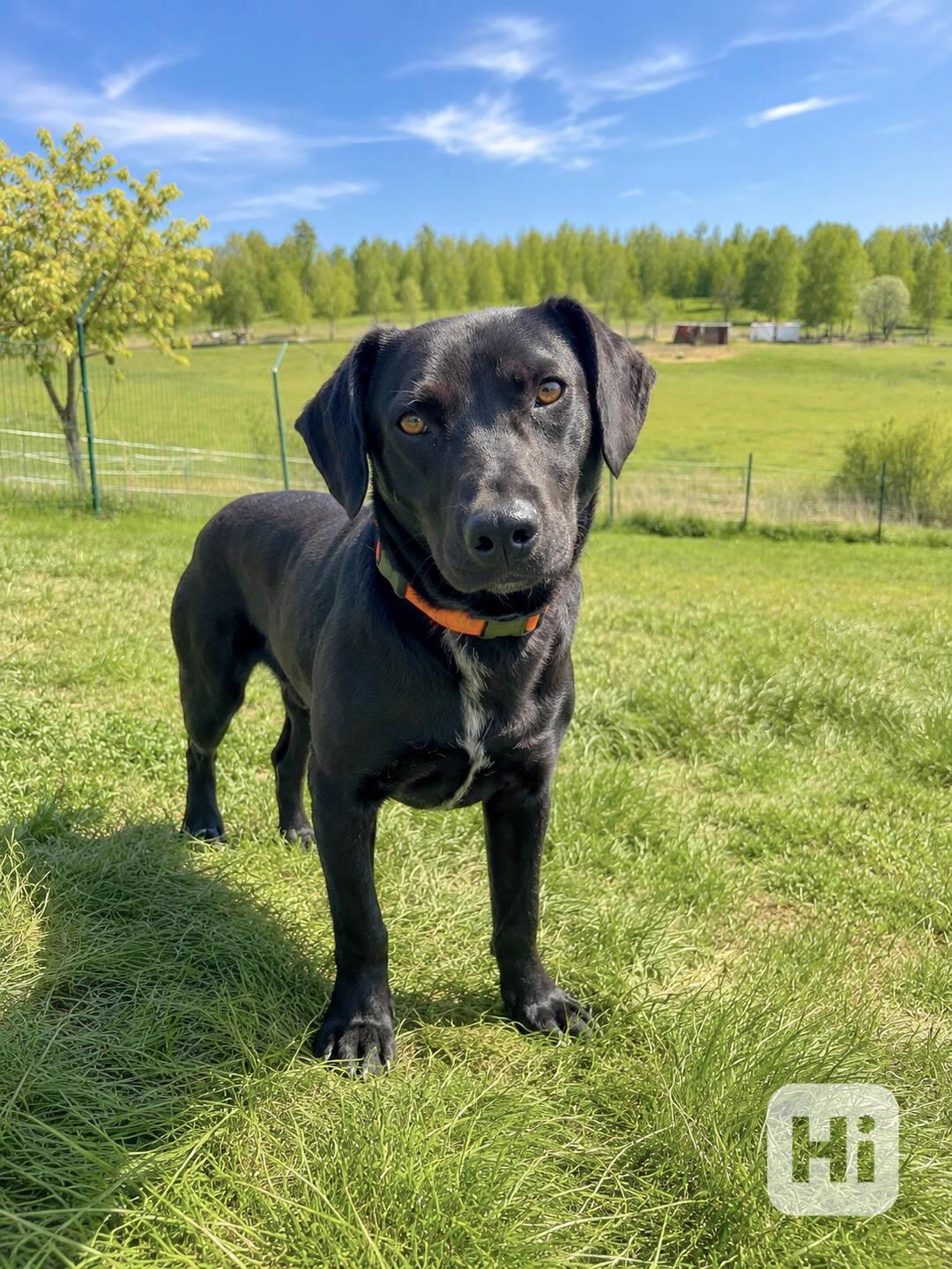 ELVIS - do 20 kg, kastrovaný psík 2 roky  - foto 1
