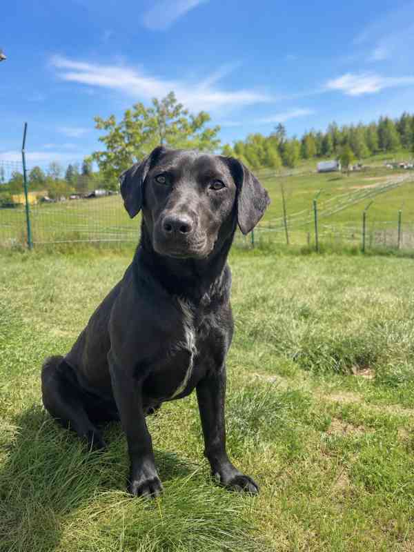 ELVIS - do 20 kg, kastrovaný psík 2 roky  - foto 3