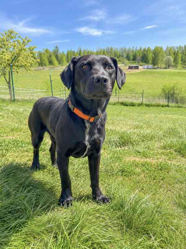 ELVIS - do 20 kg, kastrovaný psík 2 roky  - foto 2