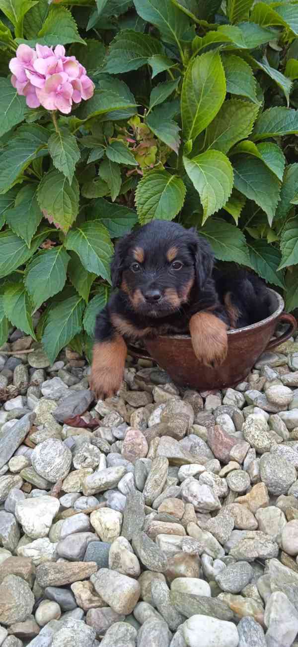 Hovawart štěně  - foto 2