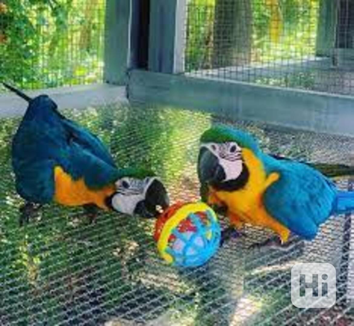 Dítě ručně chovaný hloupý krotký mazlivý přátelský modrozlat - foto 1