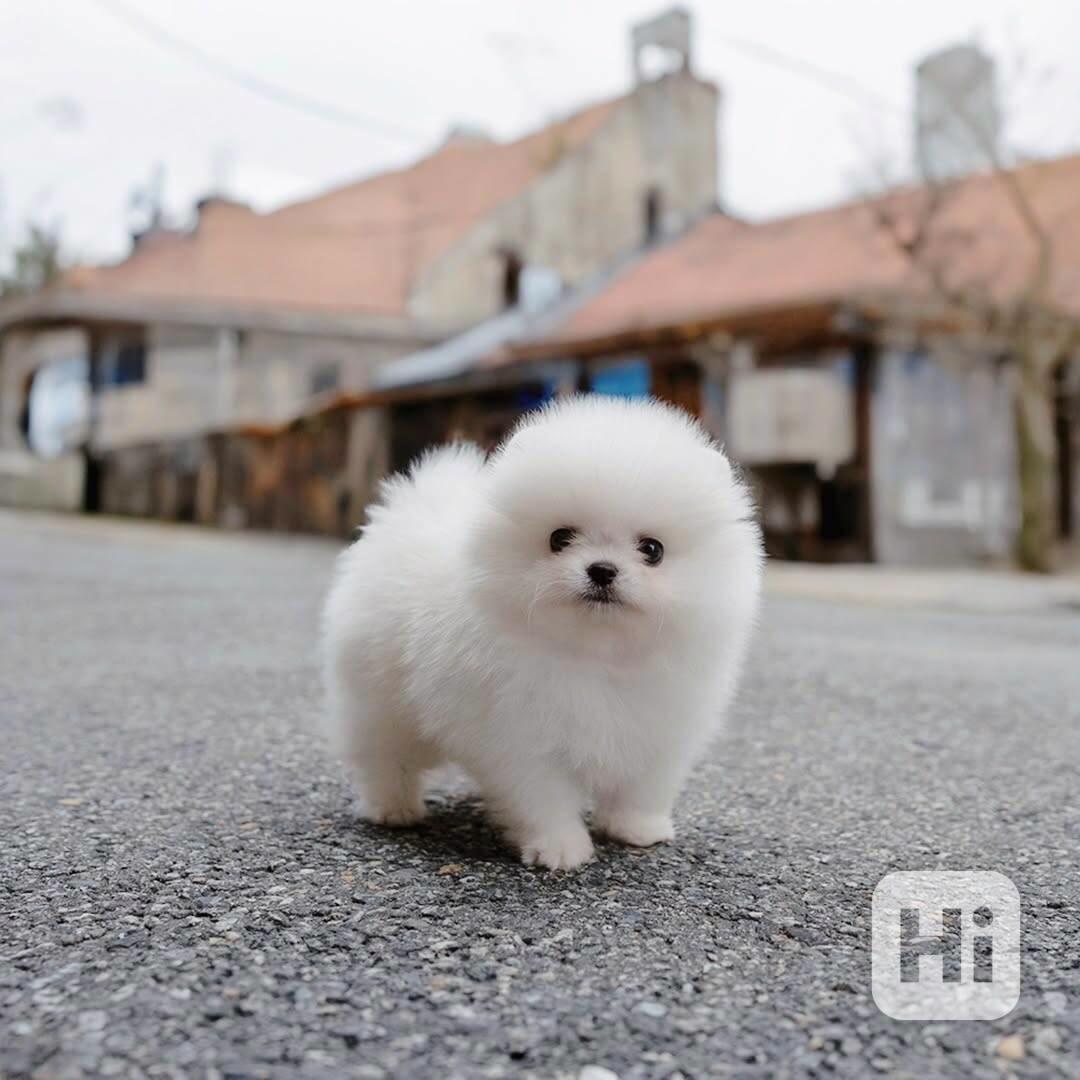 Nádherná štěňata mini pomeranianů – vychovaná s láskou - foto 1